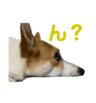 コーギー犬あお corgi AO（個別スタンプ：1）