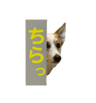 コーギー犬あお corgi AO（個別スタンプ：2）