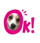 コーギー犬あお corgi AO（個別スタンプ：3）