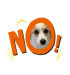 コーギー犬あお corgi AO（個別スタンプ：4）
