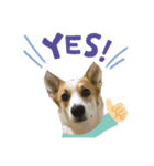 コーギー犬あお corgi AO（個別スタンプ：5）