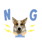 コーギー犬あお corgi AO（個別スタンプ：6）