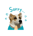 コーギー犬あお corgi AO（個別スタンプ：7）