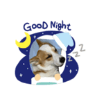 コーギー犬あお corgi AO（個別スタンプ：8）