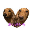 コタいぶ2（個別スタンプ：3）