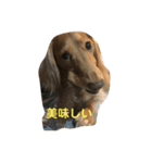 コタいぶ2（個別スタンプ：5）