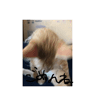 俺専用スタンプ  ねこちゃん（個別スタンプ：2）