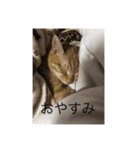 俺専用スタンプ  ねこちゃん（個別スタンプ：3）
