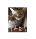 俺専用スタンプ  ねこちゃん（個別スタンプ：4）