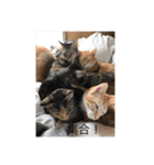 俺専用スタンプ  ねこちゃん（個別スタンプ：6）