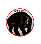格好いい動物達（個別スタンプ：1）