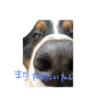 コジローと愉快な仲間たち（個別スタンプ：2）