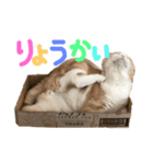 スコティッシュまろにゃん（個別スタンプ：1）