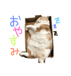 スコティッシュまろにゃん（個別スタンプ：2）