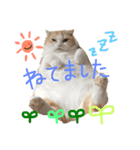 スコティッシュまろにゃん（個別スタンプ：3）