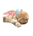 スコティッシュまろにゃん（個別スタンプ：6）
