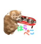 スコティッシュまろにゃん（個別スタンプ：7）
