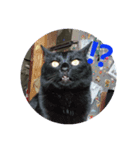 リアル黒猫の日常（個別スタンプ：1）