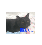 リアル黒猫の日常（個別スタンプ：4）