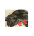 リアル黒猫の日常（個別スタンプ：5）