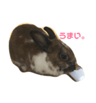 うさぎのかぴやん（個別スタンプ：5）
