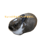 うさぎのかぴやん（個別スタンプ：7）