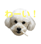 トイプードル・ルナ（個別スタンプ：2）