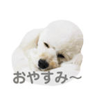 トイプードル・ルナ（個別スタンプ：3）