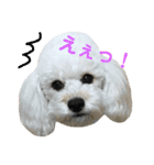 トイプードル・ルナ（個別スタンプ：4）
