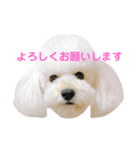 トイプードル・ルナ（個別スタンプ：5）