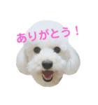 トイプードル・ルナ（個別スタンプ：6）