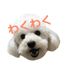 トイプードル・ルナ（個別スタンプ：7）