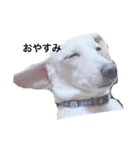 犬が伝えたいこと（個別スタンプ：1）