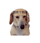 犬が伝えたいこと（個別スタンプ：2）