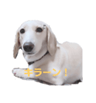 犬が伝えたいこと（個別スタンプ：3）