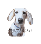 犬が伝えたいこと（個別スタンプ：4）