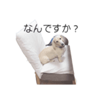 犬が伝えたいこと（個別スタンプ：5）