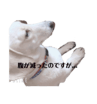 犬が伝えたいこと（個別スタンプ：6）