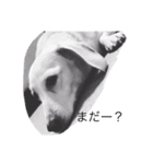 犬が伝えたいこと（個別スタンプ：7）