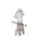 犬が伝えたいこと（個別スタンプ：8）