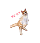 L O V E C A T S（個別スタンプ：1）