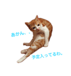 L O V E C A T S（個別スタンプ：2）