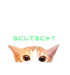 L O V E C A T S（個別スタンプ：3）