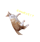 L O V E C A T S（個別スタンプ：4）