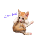 L O V E C A T S（個別スタンプ：5）