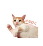 L O V E C A T S（個別スタンプ：7）