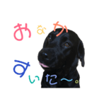 ラブラドールレトリーバーBLACK（個別スタンプ：5）