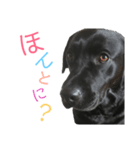 ラブラドールレトリーバーBLACK（個別スタンプ：6）