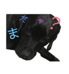 ラブラドールレトリーバーBLACK（個別スタンプ：8）