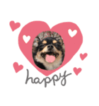チワワのまろちゃん♡（個別スタンプ：3）